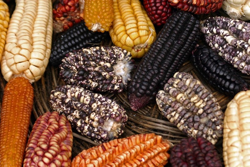 diversity_of_maize_andean_market_at_pisac_peru_copy